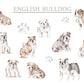 Personalised English Bulldog Fleece Printed Pet Blanket